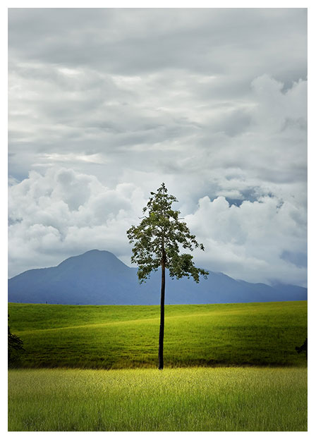 Tree Near Tully